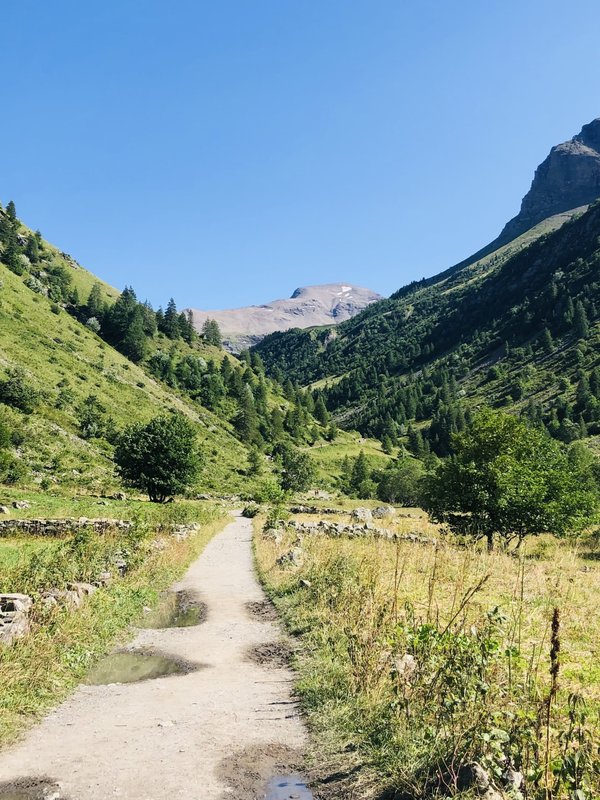 What Are the Best Natural Remedies for Common Pet Ailments?